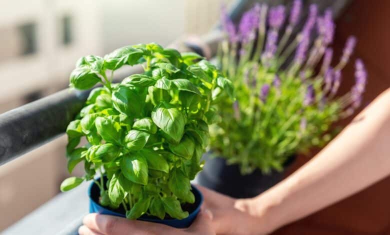 piante contro insetti e zanzare