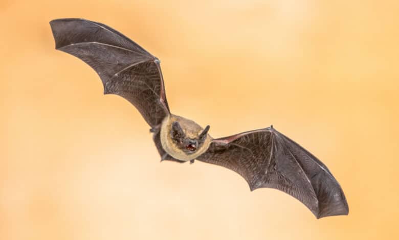 pipistrello
