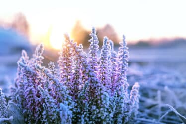 I consigli per difendere le piante dal freddo e affrontare l’inverno con successo