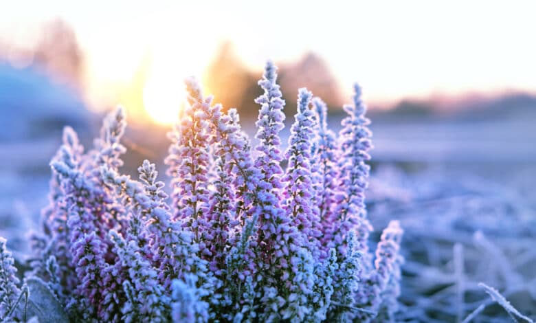 Come difendere le piante dal freddo in inverno