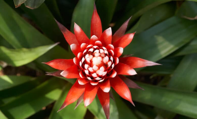 guzmania