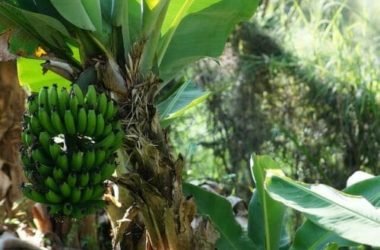 Platano: antinfiammatorio, cicatrizzante e amico del cuore