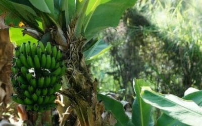 Platano: antinfiammatorio, cicatrizzante e amico del cuore