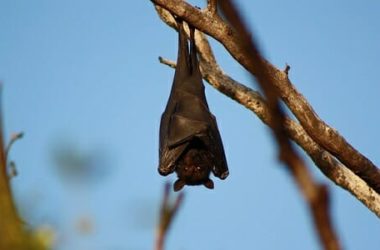 Quello che non tutti sanno sul pipistrello, un animale prezioso per l’ambiente e l’uomo