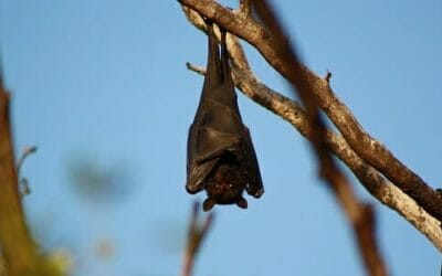Quello che non tutti sanno sul pipistrello, un animale prezioso per l’ambiente e l’uomo