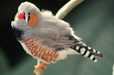 Diamante mandarino: la nostra guida ad un adorabile uccellino ben poco canterino