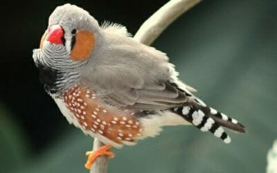 Diamante mandarino: la nostra guida ad un adorabile uccellino ben poco canterino