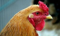 Gallina: caratteristiche, razze, allevamento e aspetto