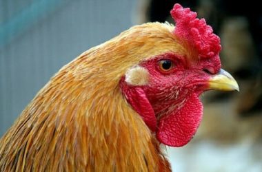 Gallina: caratteristiche, razze, allevamento e aspetto