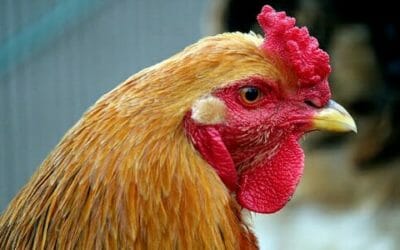 Gallina: caratteristiche, razze, allevamento e aspetto