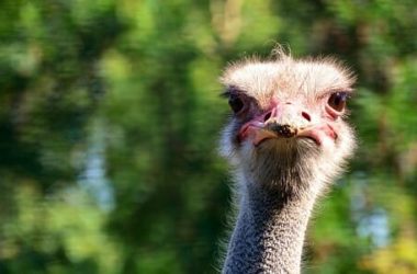 Struzzo: tutto su questo simpatico pennuto dalle abitudini bizzarre