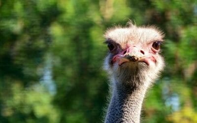 Struzzo: tutto su questo simpatico pennuto dalle abitudini bizzarre