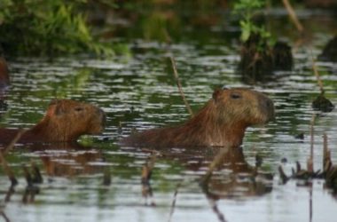 Capibara o carpincho: quello che c’è da sapere sul roditore di maggiori dimensioni esistente