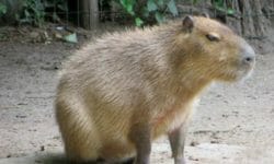 Capibara o carpincho: quello che c’è da sapere sul roditore di maggiori dimensioni esistente