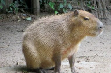 Capibara o carpincho: quello che c’è da sapere sul roditore di maggiori dimensioni esistente