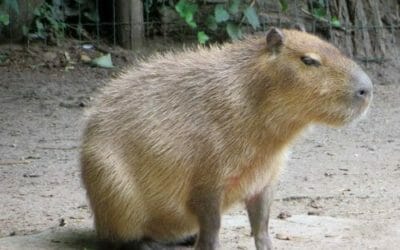 Capibara o carpincho: quello che c’è da sapere sul roditore di maggiori dimensioni esistente