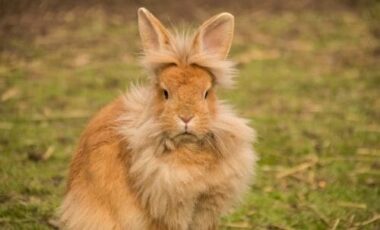 Il coniglio, un animale da compagnia da conoscere meglio