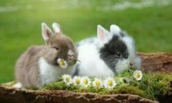 Il coniglio, un animale da compagnia da conoscere meglio