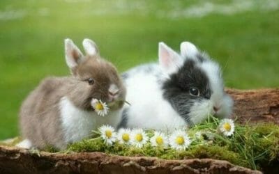 Il coniglio, un animale da compagnia da conoscere meglio