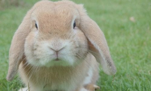 Il coniglio gigante: quello che c’è da sapere su questo coniglio davvero oversize