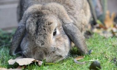 Tutto sul coniglio nano o toy: un compagno che richiede cura e attenzioni