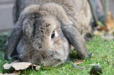 Tutto sul coniglio nano o toy: un compagno che richiede cura e attenzioni