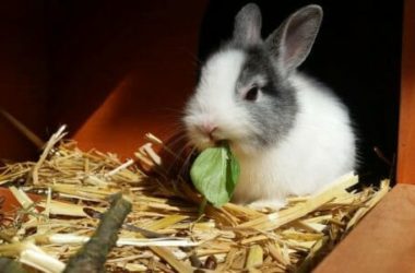 Tutto sul coniglio nano o toy: un compagno che richiede cura e attenzioni