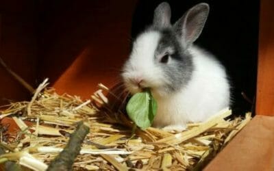 Tutto sul coniglio nano o toy: un compagno che richiede cura e attenzioni