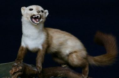 Donnola: tutto quello che c’è da sapere su questo piccolo mammifero