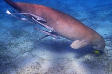 Dugongo: tutto quello che c’è da sapere su questo curioso animale