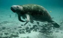 Dugongo: tutto quello che c’è da sapere su questo curioso animale