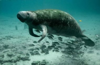 Dugongo: tutto quello che c’è da sapere su questo curioso animale