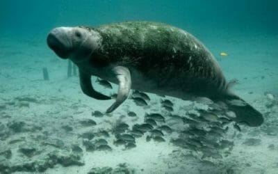 Dugongo: tutto quello che c’è da sapere su questo curioso animale