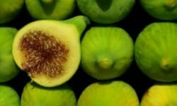 Il fico (ficus carica): la guida per conoscere e crescere questo albero da frutto