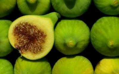 Il fico (ficus carica): la guida per conoscere e crescere questo albero da frutto