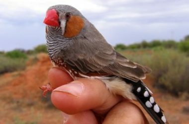 Diamante mandarino: la nostra guida ad un adorabile uccellino ben poco canterino