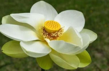 Fiore di loto: i consigli per la coltivazione e le altre cose da sapere