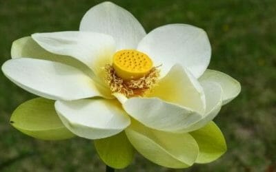Fiore di loto: i consigli per la coltivazione e le altre cose da sapere