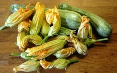 Fiori di zucca: come utilizzare questi ingredienti di piatti estivi
