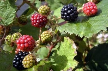 Rovo selvatico: la pianta spinosa che fa bene alla salute e ha delle dolcissime bacche