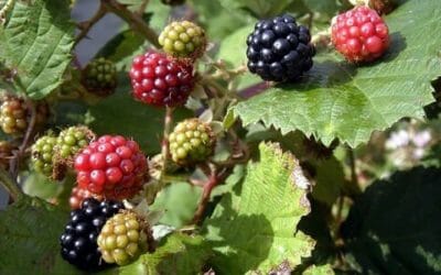 Rovo selvatico: la pianta spinosa che fa bene alla salute e ha delle dolcissime bacche
