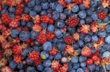Rovo selvatico: la pianta spinosa che fa bene alla salute e ha delle dolcissime bacche