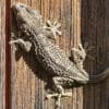 Geco: un animaletto dalle risorse sorprendenti e del tutto innocuo