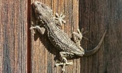 Geco: un animaletto dalle risorse sorprendenti e del tutto innocuo