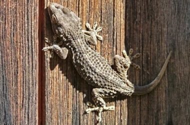 Geco: un animaletto dalle risorse sorprendenti e del tutto innocuo