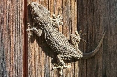 Geco: un animaletto dalle risorse sorprendenti e del tutto innocuo