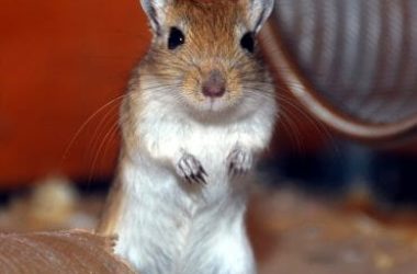 Gerbillo: tutto quello che devi sapere su questo piccolo roditore