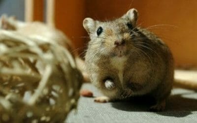 Gerbillo: tutto quello che devi sapere su questo piccolo roditore