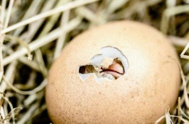 Gallina: caratteristiche, razze, allevamento e aspetto