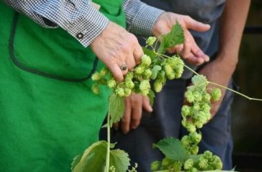 Il luppolo, quell’ingrediente noto per la birra, ma che vanta tante altre qualità